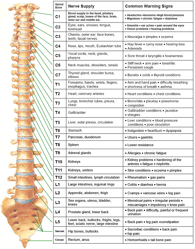 Chart Of Nerves In Back